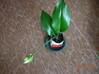 Лот: 13231938. Фото: 4. Амазонская лилия (эухарис) , большая... Красноярск