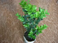 Лот: 9003765. Фото: 2. Самшит (буксус) Комнатное подрошенное... Комнатные растения и уход