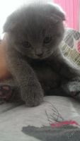 Лот: 5870714. Фото: 3. Продам котенка шотландская вислоухая. Растения и животные
