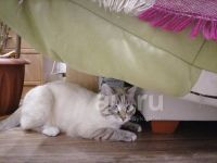 Лот: 20215530. Фото: 3. вязка кота. Красноярск