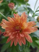 Лот: 17422866. Фото: 4. Хризантема мультифлора. Красноярск