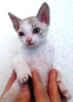 Лот: 4075726. Фото: 4. Подарю замечательных котят. Красноярск