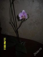 Лот: 1118365. Фото: 2. орхидея фаленопсис (отцвела). Комнатные растения и уход