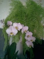 Лот: 16414043. Фото: 2. Орхидея фаленопсис. Комнатные растения и уход