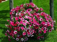 Лот: 11440609. Фото: 2. Petunia Nuvolary Harlequin Rose... Семена, рассада, садовые растения