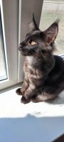 Лот: 25340464. Фото: 3. Котята Мейн кун. Растения и животные