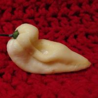 Лот: 5296663. Фото: 2. Экстремально острый перец Bhut... Комнатные растения и уход