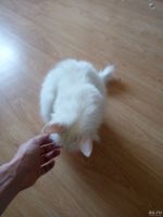 Лот: 13395238. Фото: 3. Отдам кошку в связи с переездом... Растения и животные