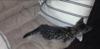 Лот: 13735553. Фото: 5. Отдам котенка