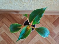 Лот: 25801553. Фото: 2. Хлорофитум Грин Оранж , здоровый... Комнатные растения и уход