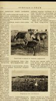 Лот: 12984334. Фото: 2. подшивка дореволюционного журнала... Антиквариат