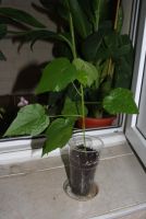 Лот: 4350388. Фото: 5. Абутилон Бэлла красный