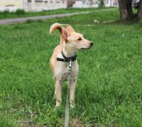 Лот: 16051322. Фото: 4. Прекрасный щенок девочка в заботливые... Красноярск