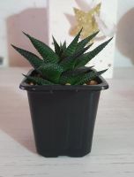Лот: 19587322. Фото: 3. Хавортия лимолистная (лат. haworthia... Растения и животные
