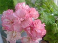 Лот: 9172824. Фото: 3. Пеларгония зональная Unicorn Monday... Растения и животные