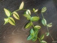 Лот: 8255965. Фото: 2. Традесканция Вариегатная. Распродажа... Комнатные растения и уход