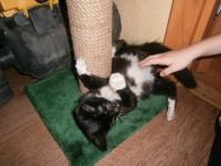 Лот: 3254701. Фото: 5. Подарю котенка!