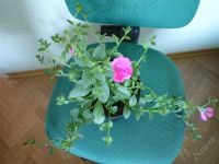 Лот: 1773630. Фото: 2. Петуния Ампельная Роуз Вейн Вельвет... Комнатные растения и уход