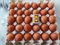 Лот: 22176660. Фото: 3. Яйцо куриное домашнее. Красноярск