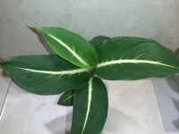 Лот: 16249539. Фото: 2. Диффенбахия кустовая Green Magic. Комнатные растения и уход