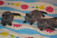 Лот: 712093. Фото: 2. Продаются шотландские котята. Животные и уход
