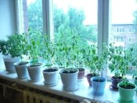 Лот: 837361. Фото: 5. Туласи (Священный Базилик) семена...