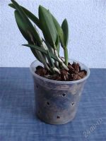 Лот: 1335754. Фото: 2. орхидея каттлея зелёная. Комнатные растения и уход