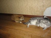 Лот: 2640145. Фото: 3. замечательная собака :). Растения и животные