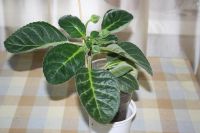 Лот: 5304395. Фото: 5. Глоксиния красная аванти (цветет...