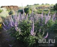 Лот: 8790795. Фото: 4. Витекс. прутняк священный. лечебное... Красноярск