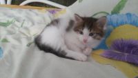 Лот: 4068928. Фото: 3. Котенок в добрые руки. Растения и животные