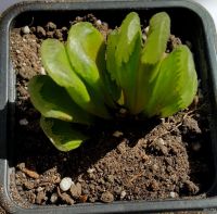 Лот: 13845765. Фото: 4. Хавортия yuelia х truncata (суккулент... Красноярск