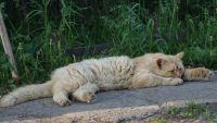 Лот: 7102369. Фото: 4. Телевик Sony-Minolta A DT 55-200f4-5...