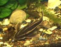 Лот: 5584386. Фото: 5. Сомик