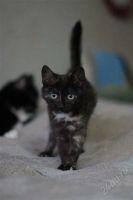 Лот: 1912506. Фото: 2. Маленькая кошечка,черепахового... Животные и уход