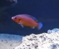 Лот: 25638882. Фото: 4. Цихлиды. Красноярск