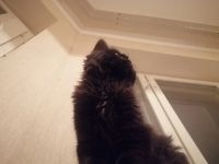 Лот: 21006743. Фото: 2. Смешная чёрная кошечка ищет новый... Животные и уход