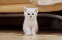 Лот: 7615476. Фото: 4. Продаем британского котенка. Красноярск