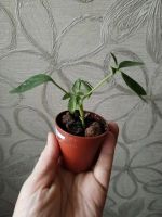 Лот: 25888990. Фото: 4. Шеффлера нора (малыш). Красноярск