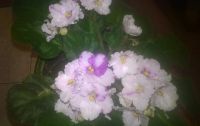 Лот: 9212475. Фото: 3. Фиалка белая с ярко-фиолетовыми... Растения и животные