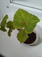 Лот: 13924241. Фото: 3. Бегония Глюар де Лоррен / Begonia... Растения и животные
