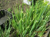 Лот: 7800613. Фото: 3. лук-многоярусный 5. Для дачи, дома, огорода, бани, парка