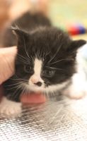 Лот: 12641377. Фото: 4. котят. Красноярск