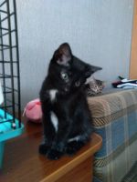 Лот: 16640293. Фото: 5. Чудесные котята
