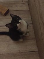 Лот: 15420824. Фото: 3. Котята. Растения и животные