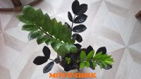 Лот: 16241668. Фото: 2. Замиокулькас "Black Raven" черный... Комнатные растения и уход
