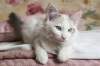 Лот: 4711476. Фото: 2. Отдам котенка. Мальчик. Животные и уход