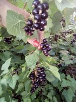 Лот: 5854029. Фото: 4. Смородина черная вкусная, собираю...