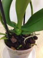 Лот: 6429335. Фото: 4. Орхидея крапчатая с лимонной губой... Красноярск