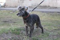 Лот: 7407635. Фото: 5. Отдам взрослого карликового пуделя...